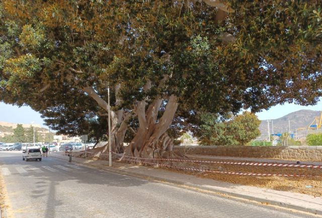 Parques y jardines incrementa el riego de árboles monumentales para evitar caídas de ramas por el calor