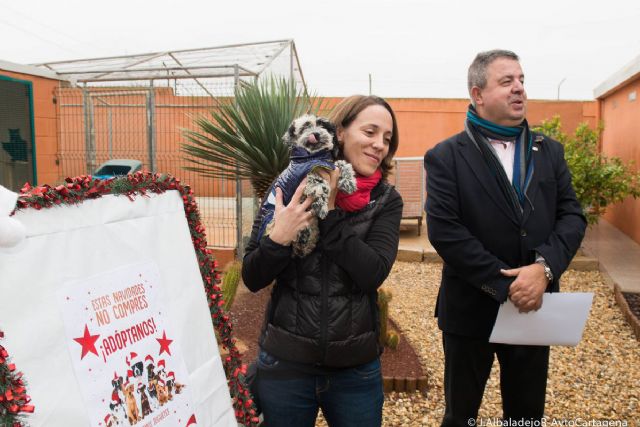 El Ayuntamiento colaborara con las protectoras para la adopcion de perros y gatos