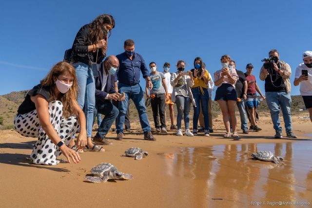 Diez tortugas bobas regresan a Calblanque tras un año criadas en cautividad