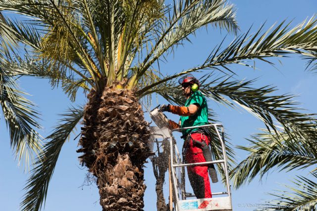 El Ayuntamiento abre la temporada de poda de palmeras