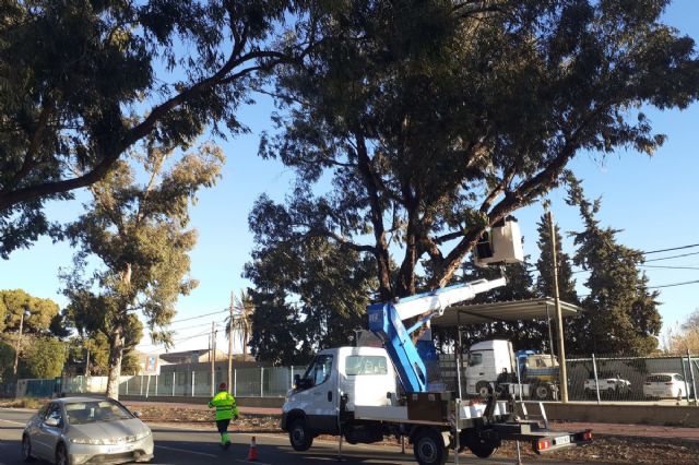 El Ayuntamiento mejora la seguridad en la carretera entre Santa Ana y El Albujón con la poda de árboles de gran porte