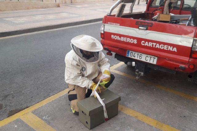 La primavera intensifica el trabajo de los Bomberos de Cartagena contra los enjambres de abejas