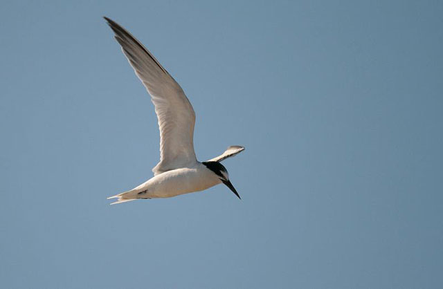 Charrancito. Sterna albifrons: A.J. Hernández/ANSE