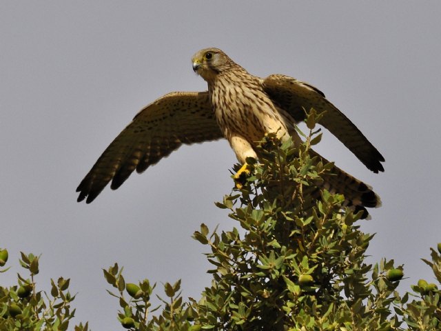 Foto: Hembra de cernícalo vulgar (J.Noguera/ANSE).