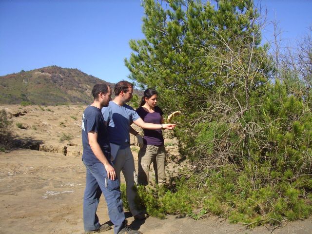 Investigadores de la UPCT proponen revegetar depósitos mineros con pino carrasco y ciprés de Cartagena