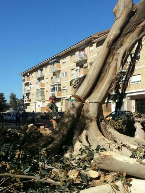 Retiran un ficus que había provocado una rotura de agua en José María Lapuerta sin agua