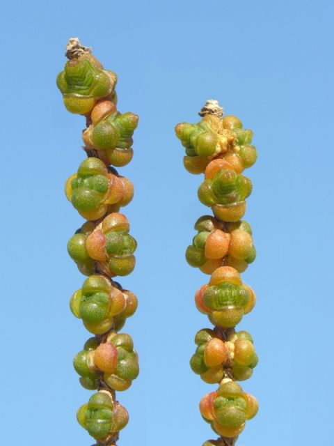 El IMSEL colabora con ANSE y ARBA en la reforestación de Lo Poyo