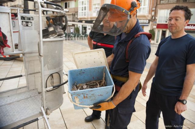 El Ayuntamiento se sirve de internet para incrementar su eficacia en el control de gaviotas