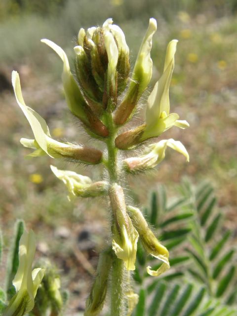 Medio Ambiente destaca que el garbancillo de Tallante contribuirá a fomentar el turismo ambiental en esta comarca