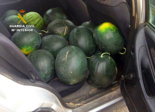 La Guardia Civil detiene a una decena de personas por la sustracción de cuatro toneladas de sandías