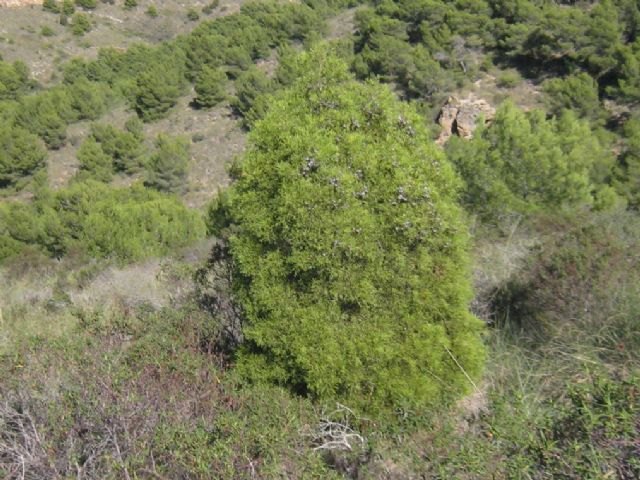 Medio Ambiente inicia el proyecto europeo LIFE para preservar los bosques de ciprés de Cartagena