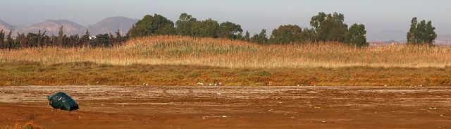 'El Saladar de Lo Poyo se convierte en botellodromo los fines de semana'