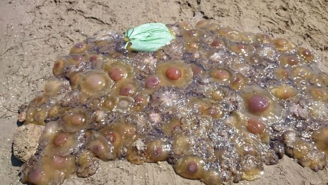 SPCT denuncia que una invasión de medusas impide el baño en Los Nietos