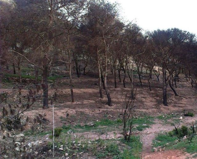 SPCT exige una reforestación del espacio natural del Barranco del Feo afectado por varios incendios