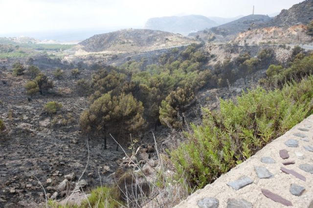 Emplearán millón y medio de euros para repoblar Atamaría