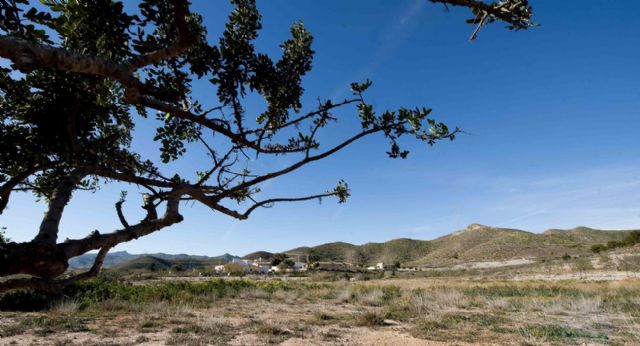 Seis escuelas de hostelería compiten por la mejor repostería con harina de algarroba