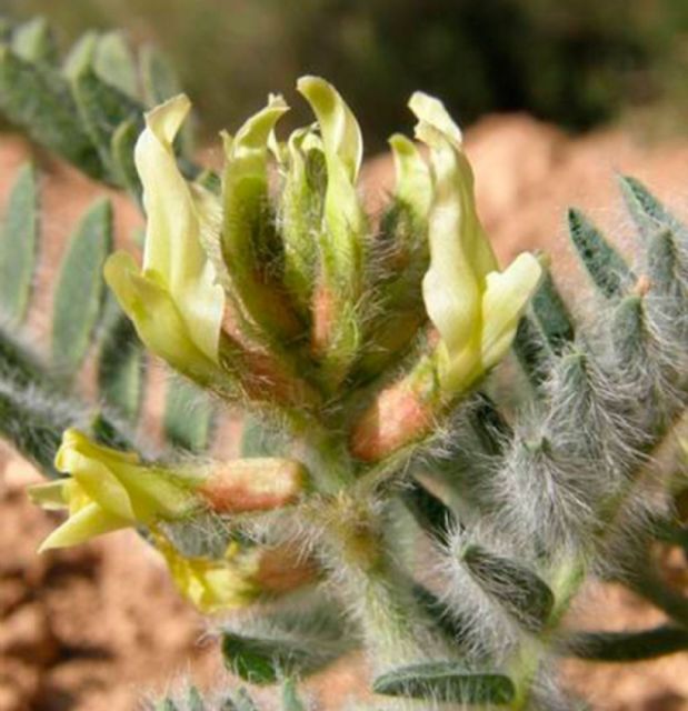 La alcaldesa y el rector de la UPCT participarán el miércoles en una plantación de garbancillos en Tallante