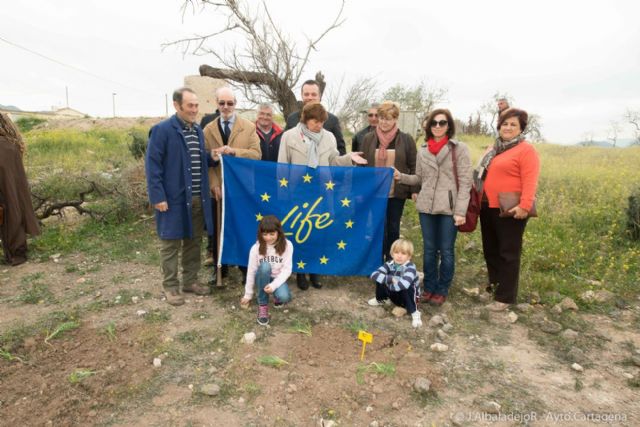 El garbancillo de Tallante avanza en su recuperación poblacional