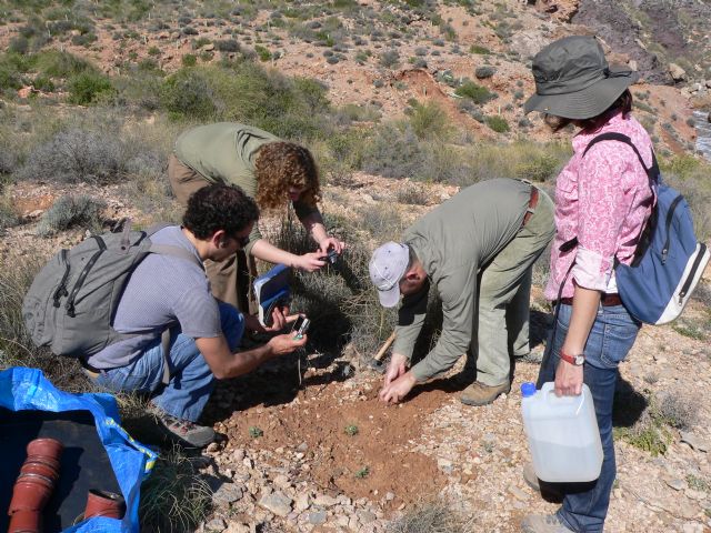 El Ministerio de Agricultura cofinancia un proyecto de investigación para evitar la extinción de la manzanilla de Escombreras