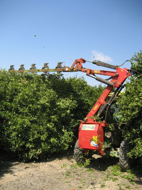 Una revista internacional publica un sistema de poda de mandarinas desarrollado por investigadores de Agrónomos