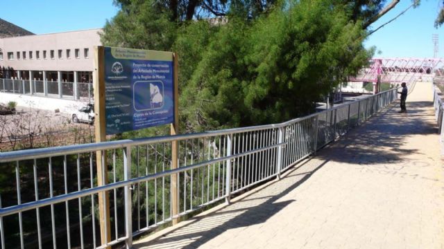 Cartagena mima a su ciprés más longevo