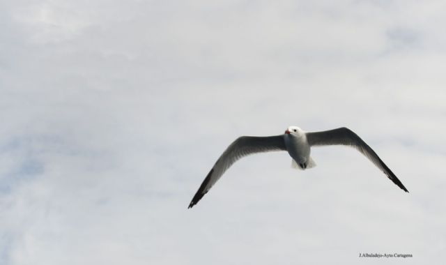 El Ayuntamiento pone en marcha una nueva campaña de control de gaviotas