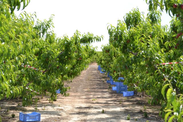 Logran incrementar los antioxidantes y el dulzor cultivando nectarina extratemprana con un 40% menos de agua