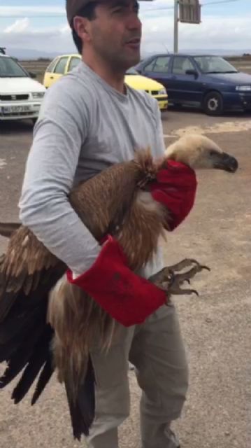 Rescatan en El Algar a un buitre extraviado