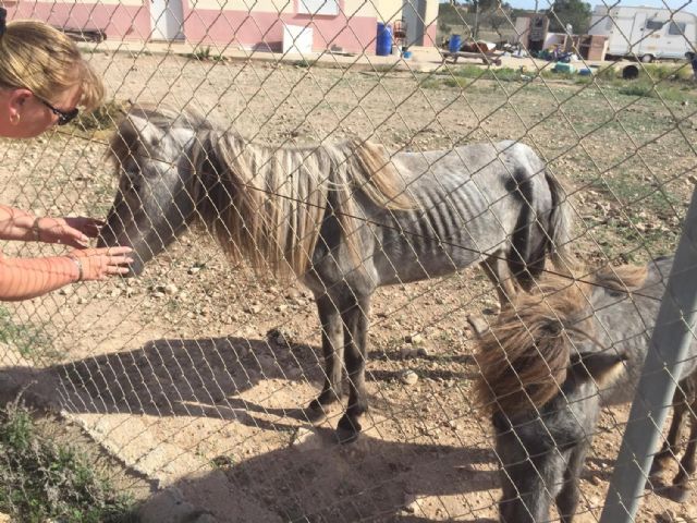 Rescatados dos ponis y un burro en estado de abandono