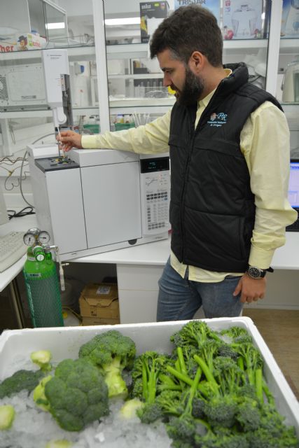 Una tesis de la UPCT demuestra los beneficios para la salud de la nueva variedad de brócoli Bimi