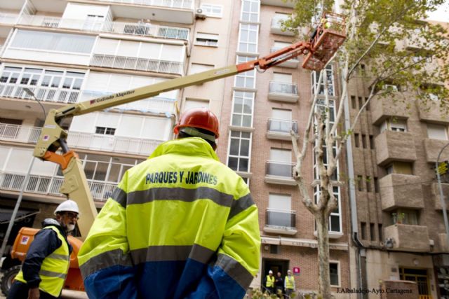 El Ayuntamiento proda y tala en dos días los árboles en mal estado de Príncipe de Asturias