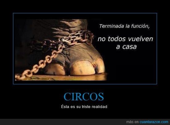 Colectivos y asociaciones animalistas convocan una concentración contra los circos con animales en Cartagena