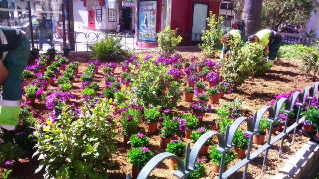 Desarrollo Sostenible intensifica los trabajos de reposicion de flores en parterres y jardines para un mayor embellecimiento