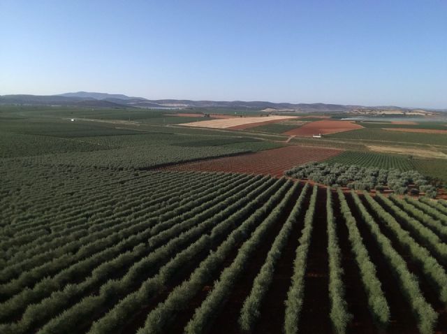 La Cátedra AgritechMU divulga los beneficios del cultivo supertintensivo de olivar en seto