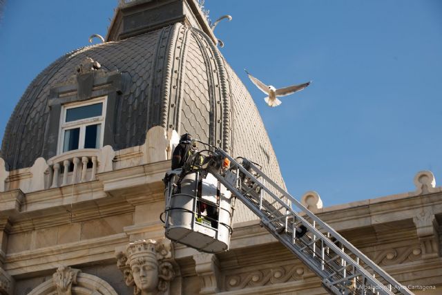La constancia en las campañas de control gaviotas pone freno a su proliferación en Cartagena