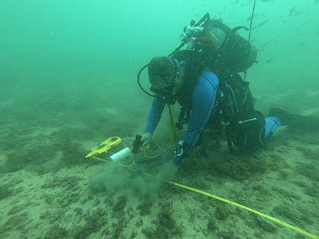 Los trabajos de reforestación de praderas de posidonia en el puerto de Cartagena avanzan a buen ritmo
