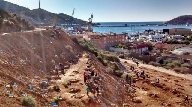 El Cerro de los Moros se reforesta con un millar de ejemplares de variedades autoctonas