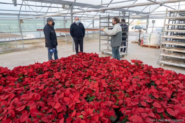 Reforestación en los jardines de Cartagena de cara a Navidad con 250.000 plantas del Vivero Municipal