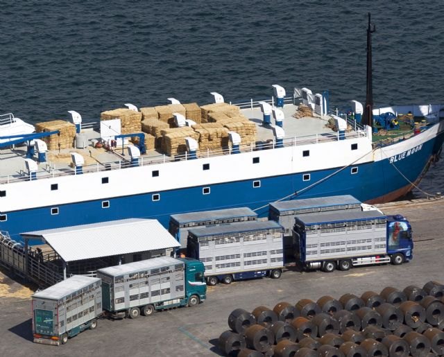 El Puerto de Cartagena reanuda la exportación del tráfico ganado vivo