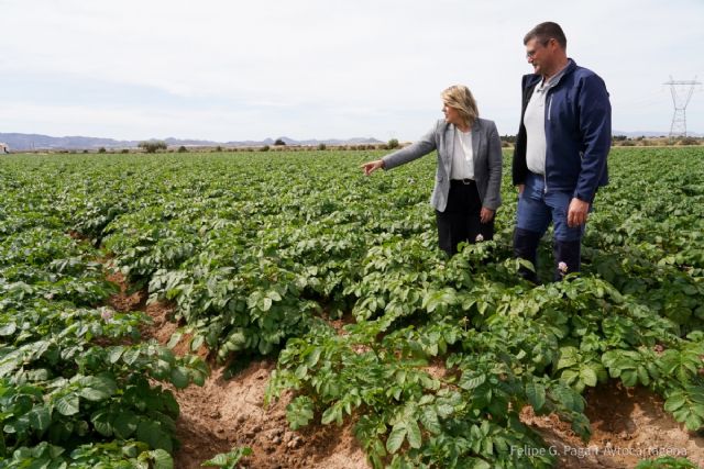 La alcaldesa reitera el respaldo municipal a la patata de Cartagena al inicio de la campaña de la variedad temprana