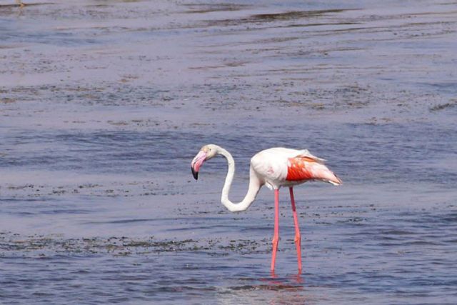 Visita guiada a la salinas del Mar Menor el próximo sábado con la Universidad Popular de Cartagena