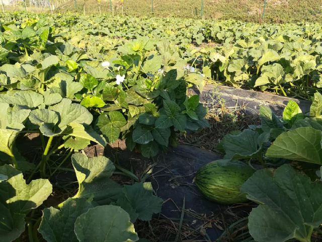 La UPCT logra incrementar la producción de melón plantándolo junto a judías para conservar el suelo