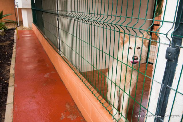 El Ayuntamiento subvenciona a ANIMUR para fomentar la adopción de animales de compañía abandonados