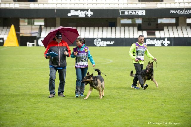 Cartagena centro la atencion del mundo canino con el Campeonato Nacional de Adiestramiento de Pastor Aleman