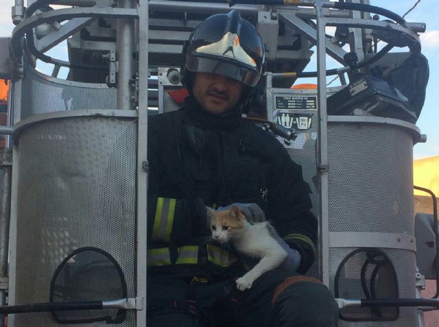 Bomberos de Cartagena rescatan a un gato que se habia quedado atrapado en una valla
