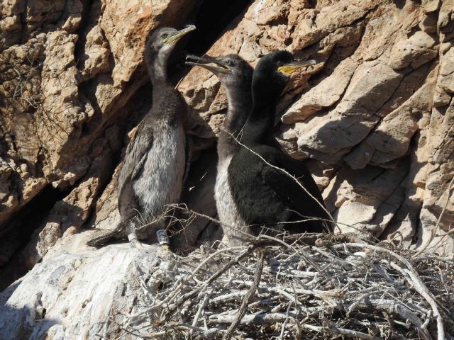El grupo de investigación ECOMED de la UMU y la APC se unen para preservar la biodiversidad del puerto