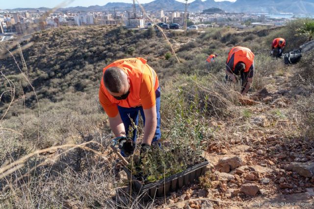 Ciudad Sostenible subvenciona con 10.000 € proyectos de reforestación y revegetación en el municipio de Cartagena