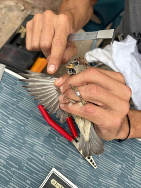 La Autoridad Portuaria de Cartagena impulsa la IV campaña de anillamiento de aves en la Isla de Escombreras para el seguimiento de la biodiversidad