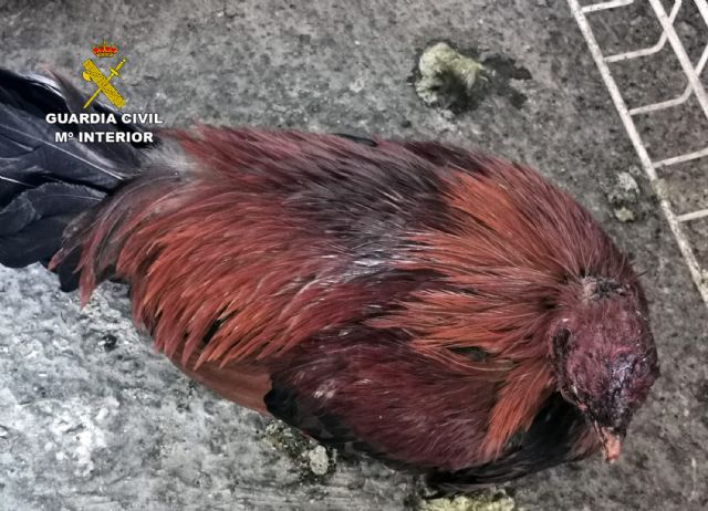 La Guardia Civil desmantela en Cartagena un tentadero ilegal dedicado a peleas de gallos