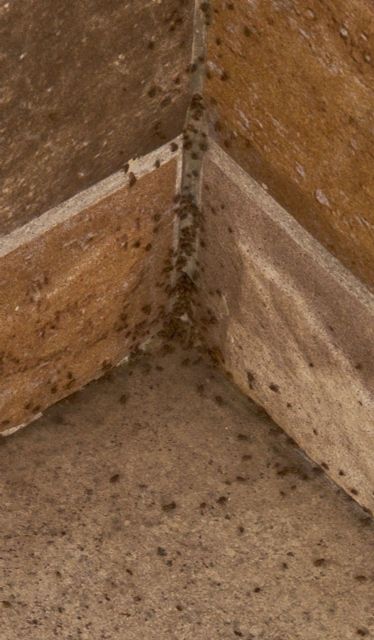 MC: Chinches, garrapatas e insectos invaden calles y viviendas en La Palma